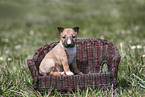 Miniature Bull Terrier Puppy