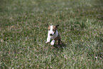 Miniature Bull Terrier Puppy