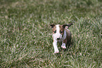 Miniature Bull Terrier Puppy