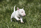 Miniature Bull Terrier Puppy