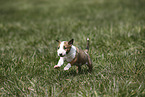 Miniature Bull Terrier Puppy