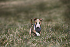 Miniature Bull Terrier Puppy