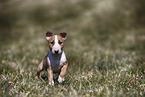 Miniature Bull Terrier Puppy