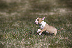 Miniature Bull Terrier Puppy
