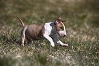 Miniature Bull Terrier Puppy