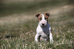 Miniature Bull Terrier Puppy