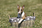 Miniature Bull Terrier Puppy