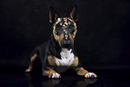 Miniature Bull Terrier