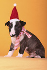 Miniature Bull Terrier Puppy