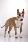 male Miniature Bull Terrier