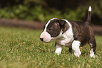 Miniature Bull Terrier Puppy