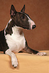 female Miniature Bull Terrier