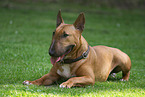 female Miniature Bull Terrier