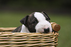 Miniature Bull Terrier Puppy