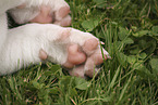 Miniature Bull Terrier Puppy