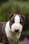 Miniature Bull Terrier Puppy