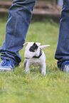 Miniature Bull Terrier Puppy