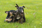 Miniature Bull Terrier Puppies