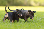 Miniature Bull Terrier Puppies