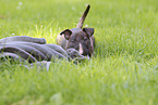 Miniature Bull Terrier Puppy