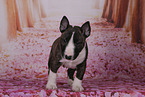 Miniature Bull Terrier Puppy