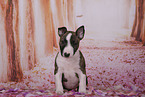 Miniature Bull Terrier Puppy