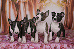 Miniature Bull Terrier Puppies