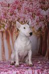 female Miniature Bull Terrier