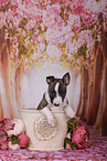 Miniature Bull Terrier Puppy