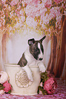 Miniature Bull Terrier Puppy