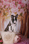 Miniature Bull Terrier Puppy