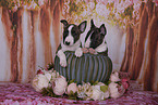 Miniature Bull Terrier Puppies