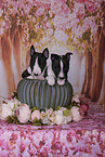 Miniature Bull Terrier Puppies