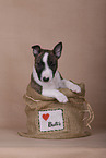 Miniature Bull Terrier Puppy