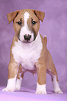 Miniature Bull Terrier Puppy