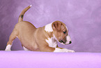 Miniature Bull Terrier Puppy