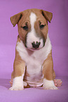 Miniature Bull Terrier Puppy