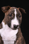 Miniature Bull Terrier Puppy