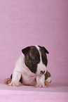 Miniature Bull Terrier Puppy