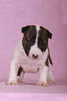 Miniature Bull Terrier Puppy