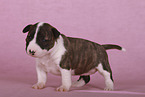 Miniature Bull Terrier Puppy