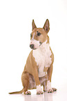 male Miniature Bull Terrier