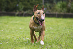 female Miniature Bull Terrier