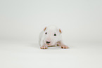 Miniature Bull Terrier