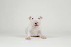 Miniature Bull Terrier