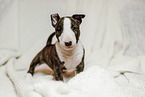 Miniature Bull Terrier