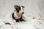 Miniature Bull Terrier