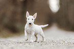 Miniature Bull Terrier