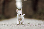 Miniature Bull Terrier