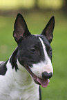 Miniature Bull Terrier